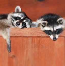 Raccoons at Sugar Ridge