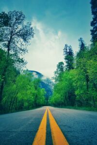 Mountain Forest Highway