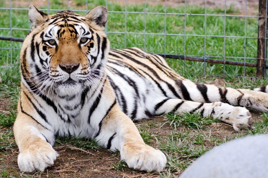 Visit Turpentine Creek Wildlife Refuge