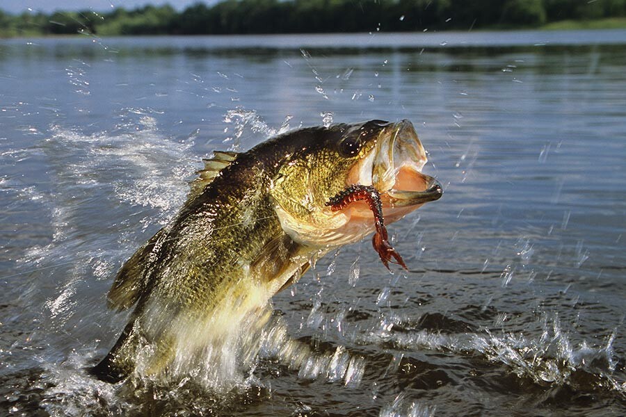 Fishing Beaver Lake Arkansas